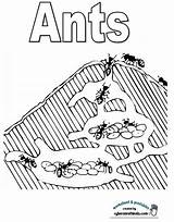 Ant Coloring Pages Activities Science Kids Ants Kindergarten Worksheets Worksheet Bugs Fun Montessori Preschool Choose Board sketch template