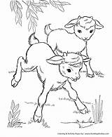 Coloring Farm Animal Pages Baby Goat Animals Goats Template Cute Printable Colouring Kids Print Sheets Templates Honkingdonkey Color Two Drawing sketch template