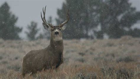 wyoming seeks info  elk deer poaching rocky mountain elk foundation