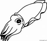 Cuttlefish Squid Coloringall sketch template