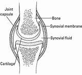 Joint Synovial Arthritis Rheumatoid Dummies Joints Vitamin Role Healthy Fluid Ra sketch template