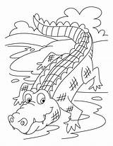 Coloring Pages Crocodile Getdrawings sketch template