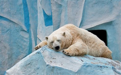 animals nature polar bears wallpapers hd desktop  mobile backgrounds