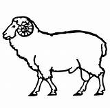 Sheep Coloring Ram Drawing Pages Outline Printable Lamb Simple Supercoloring Drawings Kids Face Realistic Online Carnero Sheet Domestic Color Getdrawings sketch template