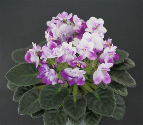 Hunter`s Hot Lips K Muzalewski — Violetviol Plants Collection 1500