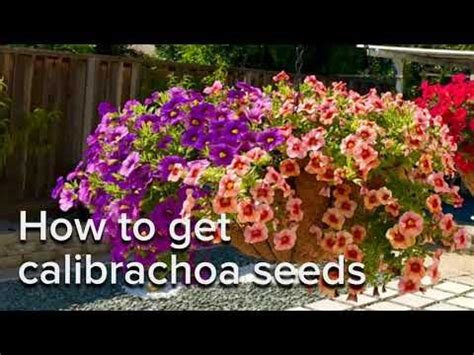 collect calibrachoa seeds youtube   seeds seed pods