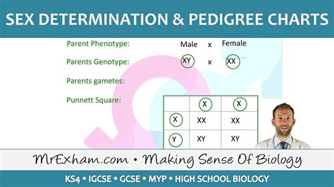 Biology Pedigree Chart Symbols The Chart