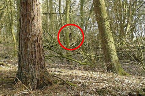 Photo Proof Expert Spots Legendary Bigfoot After Finding Giant