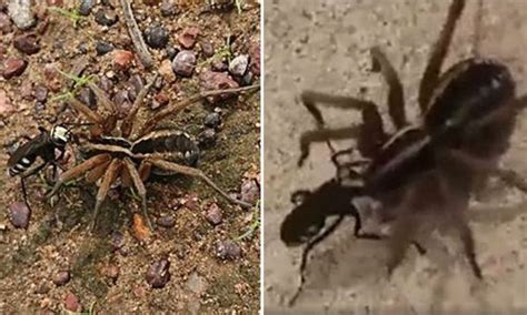 Video Shows Wasp Drags A Paralysed Spider So It Can Lay