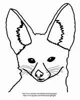 Fox Fennec Coloring Drawing Getdrawings Getcolorings Adapted Pages Color sketch template