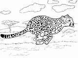Cheetah Coloring sketch template