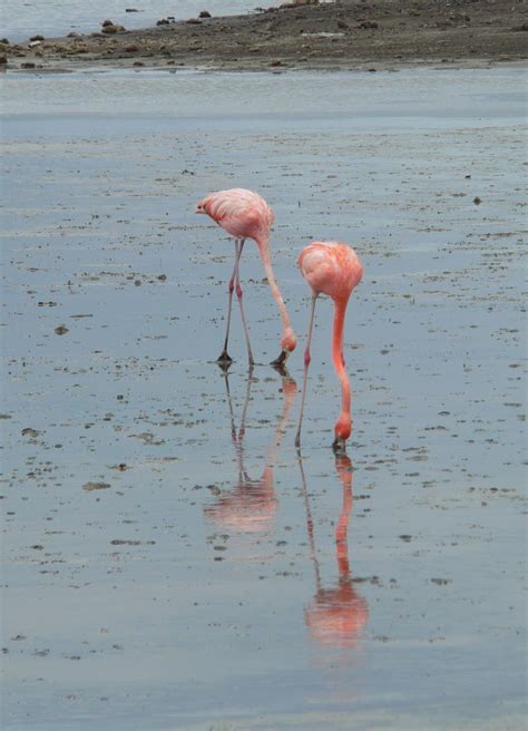curacao flamingos   salt flats curacao favorite places places ive
