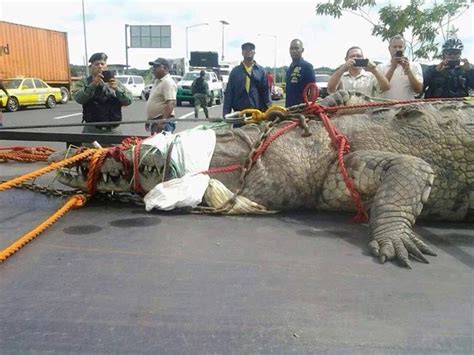 world largest crocodile caught  panama photo pets nigeria