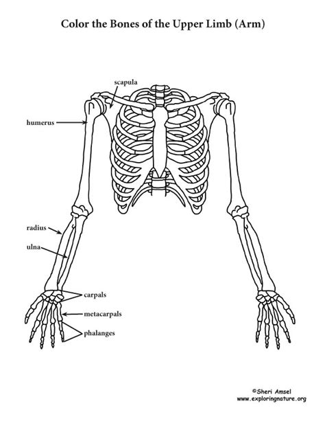 upper limb bone anatomy sketch coloring page  xxx hot girl