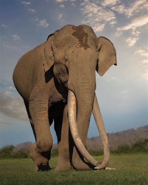 bhogeshwara  elephant  biggest tusks  kabini forest dies