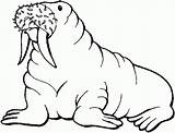 Walrus Coloring Clipart Pages Printable Clip Animals Library Sea Kids Animal Drawing Cliparts Arctic Print Gif Seals Wildlife Projects Clipartbest sketch template