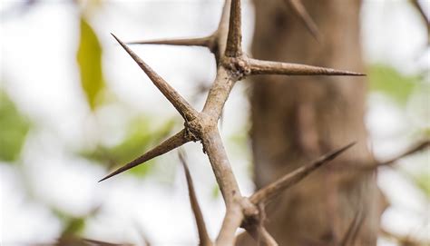 thorns  existed   eden     framework