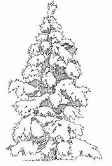 Tree Evergreen Outline Coloring Clipart Library Popular sketch template