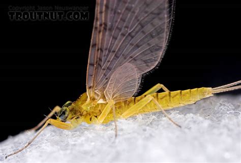 female leucrocuta hebe little yellow quill mayfly dun