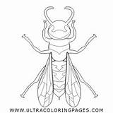 Wasp Avispa Página sketch template