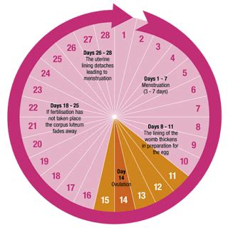 period problems   chart  menstrual cycle