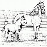 Cavalos Colorir sketch template
