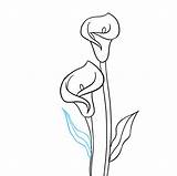 Calla Lilies Tutorial Easydrawingguides sketch template