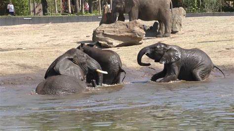 afrikaanse olifanten nemen een bad  safaripark beekse bergen youtube