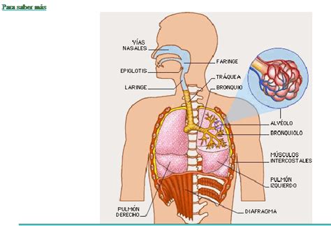 aparato respiratorio partes del aparato respiratorio