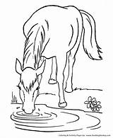 Coloring Horse Pages Water Kids Lead Honkingdonkey Printable Drinking sketch template