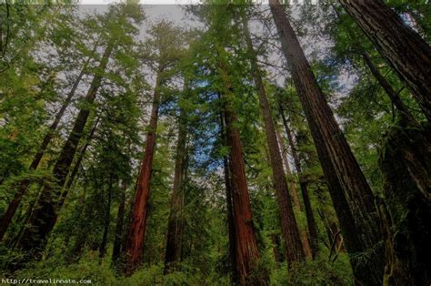 top  facts  redwood forest california travel innate