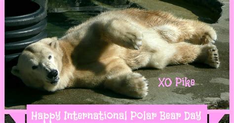 anteater happy international polar bear day february