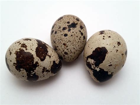 Fertile Coturnix Quail Eggs Shipped – Spade And Feather