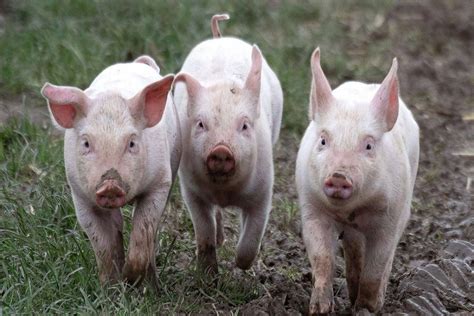 pig farming  important pig breeds  india