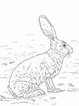 Jackrabbit Tailed Lepre Lepri Liebre Hase Ausmalbild Supercoloring Mammiferi Dibujo Hare Negra Meglio Ausdrucken Hares Animal Malbilder sketch template