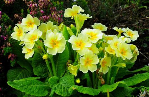 common primrose ln primula vulgaris wilkes walks