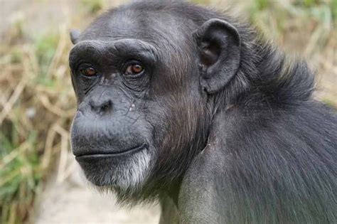 major differences between humans and chimpanzees primates park