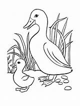 Ducks Two Colouring Coloringpage Ca Pages Duck Colour Check Category sketch template