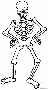 Skeleton Coloring Pages Human Bone Pirate Skull Halloween Anatomy Printable Kids Skeletal Skeletons System Cool2bkids Print Bones Book Color Preschoolers sketch template