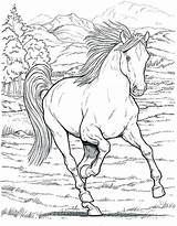 Pages Ponies Horses Coloring Getcolorings Pony Horse Color sketch template