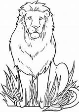 Lion Coloring Tulamama sketch template