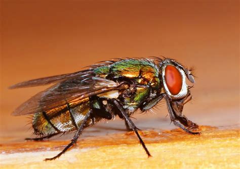 common fly close    photo  freeimages