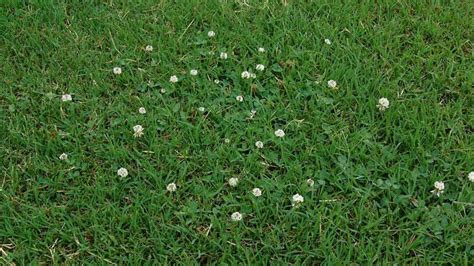 white clover nc state extension