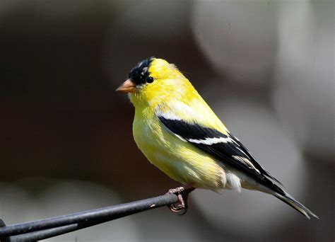 american goldfinch stock photo freeimagescom