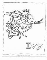 Ivy Coloring Pages Leaf Leaves Kids Printable sketch template