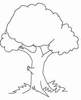 Coloring Pages Tree Printable Kids Trees Oak Print Tall Bah Popular Coloringhome sketch template