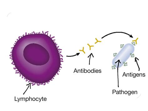 showme lymphocytes