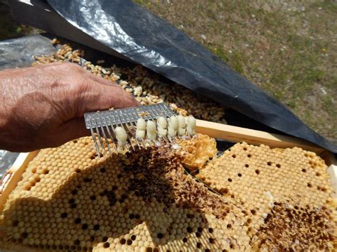 drone comb loaded  mites beesource beekeeping forums