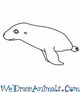 Sea Lion Draw Australian Tutorial Print Easy sketch template