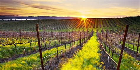 top  wineries  visit  napa valley california usa destination